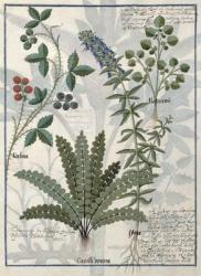 Ms Fr. Fv VI #1 fol.158v Ferns, Brambles and Flowers, Illustration from the 'Book of Simple Medicines' by Mattheaus Platearius (d.c.1161) c.1470 (vellum) | Obraz na stenu