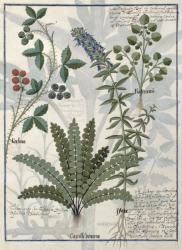 Ms Fr. Fv VI #1 fol.158v Ferns, Brambles and Flowers, Illustration from the 'Book of Simple Medicines' by Mattheaus Platearius (d.c.1161) c.1470 (vellum) | Obraz na stenu