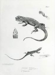 Shingled Iguana, illustration from 'The Zoology of the Voyage of H.M.S Beagle, 1832-36' by Charles Darwin (litho) (b/w photo) | Obraz na stenu