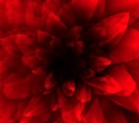 flower red shade | Obraz na stenu