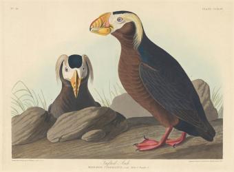 Tufted Auk, 1835 (coloured engraving) | Obraz na stenu