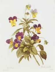 Viola Tricolour (colour engraving) | Obraz na stenu