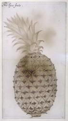 Pineapple, (pencil, w/c & bodycolour on paper) | Obraz na stenu