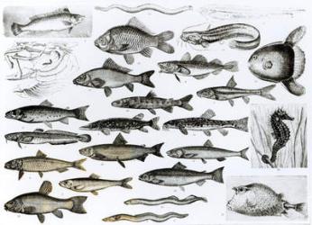 Ichthyology, Osseous Fishes, Marisipobranchs (litho) (b/w photo) | Obraz na stenu