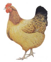 Chicken, 2012 (watercolour paint and pencil) | Obraz na stenu