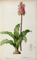 Veltheimia Capensis, from `Les Liliacees', c.1805 (coloured engraving) | Obraz na stenu