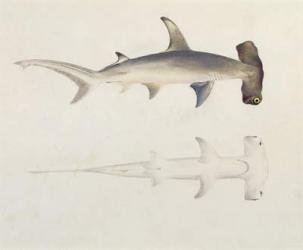 A Hammer-headed Shark, Loheia, formerly attributed to James Bruce (1730-94) (w/c and gouache over graphite on paper) | Obraz na stenu