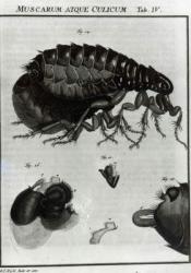 Table IV of Flies and Fleas (engraving) (b/w photo) | Obraz na stenu