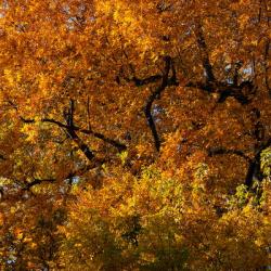Golden Autumn Leaves | Obraz na stenu