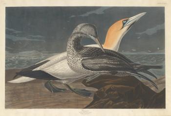 Gannet, 1836 (coloured engraving) | Obraz na stenu