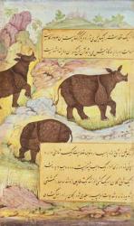 Rhinoceros, illustration from the 'Baburnama' (The Memoirs of Babur) 1589-90 (gouache on paper) | Obraz na stenu