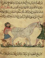 A veterinarian helping a mare to give birth, illustration from the 'Book of Farriery' by Ahmed ibn al-Husayn ibn al-Ahnaf, 1210 (vellum) | Obraz na stenu