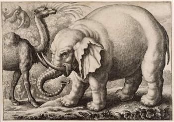 An Elephant and a Camel, engraved by Wenceslaus Hollar (1607-77) 1663 (etching) | Obraz na stenu