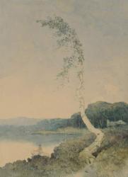 Silver Birch by a Lake, 1845 (w/c on paper) | Obraz na stenu
