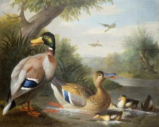 Ducks in a River Landscape | Obraz na stenu