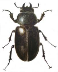 Stag Beetle, 2011 (watercolour paint and pencil) | Obraz na stenu