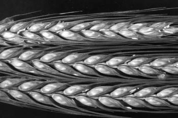 grass seed head | Obraz na stenu
