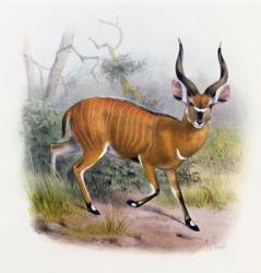 The Broad Horned Antelope, from 'The Book of Antelopes', (colour litho) | Obraz na stenu