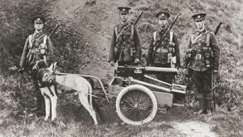 British army using dogs to pull a machine gun during World War I, from 'The Illustrated War News', 1915 (b/w photo) | Obraz na stenu