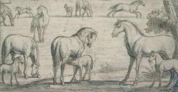 Mares and Foals, 17th century (drawing) | Obraz na stenu
