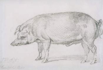 Hereford Boar, c.1803-04 (pencil on paper) | Obraz na stenu