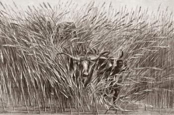 Boy leading water buffalo through tall grass in South Africa, from 'L'Univers Illustré', 1866 (engraving) | Obraz na stenu