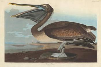 Brown Pelican, 1838 (coloured engraving) | Obraz na stenu