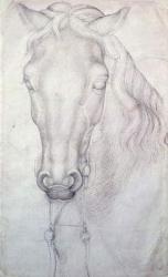 Head of a Horse (pen & ink on paper) | Obraz na stenu