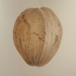 Coconut, Sri Lanka, 2010 (acrylic on canvas) | Obraz na stenu