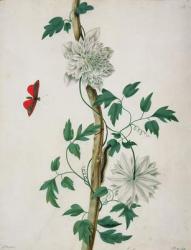 Flower Studies, 18th century (watercolour) | Obraz na stenu