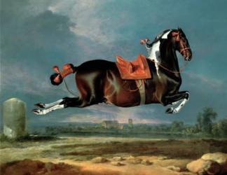 The piebald horse 'Cehero' rearing | Obraz na stenu