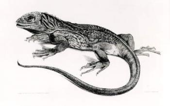 Reptile, illustration from 'The Zoology of the Voyage of H.M.S Beagle, 1832-36,'by Charles Darwin (1809-92) (litho) (b/w photo) | Obraz na stenu