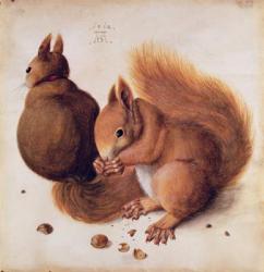 Squirrels, 1512 (tempera on parchment) | Obraz na stenu