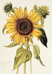 Helianthus Annuus (Sunflower) no.71 from 'Velins du Roi Vol.36', c.1666-85 (w/c on vellum) | Obraz na stenu