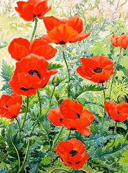 Garden Red Poppies (watercolour on paper) | Obraz na stenu