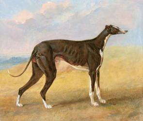 One of George Lane Fox's Winning Greyhounds: the Black and White Greyhound, Turk, also known as Eagle, 1822 (oil on panel) | Obraz na stenu