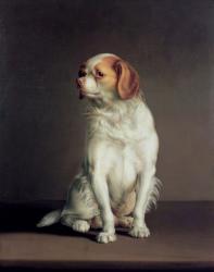 Portrait of a King Charles Spaniel | Obraz na stenu