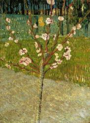 Almond Tree in Blossom, 1888 (oil on canvas) | Obraz na stenu
