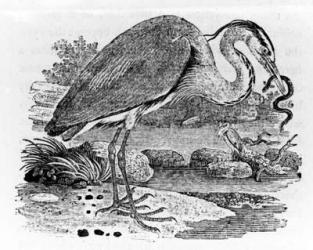 Heron, illustration from 'A History of British Birds' by Thomas Bewick, first published 1797 (woodcut) | Obraz na stenu