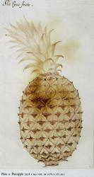 Pineapple (litho) | Obraz na stenu