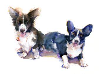 Two Corgis, 2015, (watercolor) | Obraz na stenu