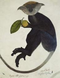 Black Monkey (pen & ink & w/c on paper) | Obraz na stenu