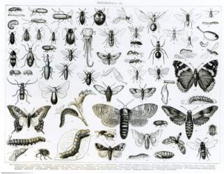 Entomology (litho) (b/w photo) | Obraz na stenu