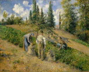 The Harvest, Pontoise, 1881 (oil on canvas) | Obraz na stenu