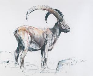Venerando Stambecco, 2006 (charcoal & conte on paper) | Obraz na stenu