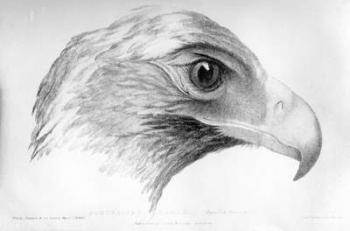 Australian Eagle, illustration from 'Three Expeditions in the Interior of Eastern Australia' by Major T. L. Mitchell, published c.1828 (litho) | Obraz na stenu