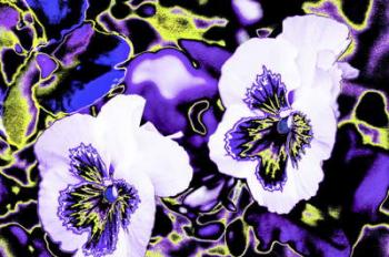 Pansies, from the series, Blue Flowers, 2012, (photograph) | Obraz na stenu