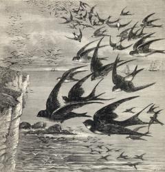 Annual migration of swallows, from 'Our Own Magazine', published 1885 (engraving) | Obraz na stenu