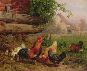 Farmyard Chickens | Obraz na stenu