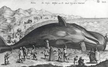 Dead whale (engraving) (b/w photo) | Obraz na stenu